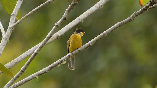 Bornean Bulbul - ML655147283