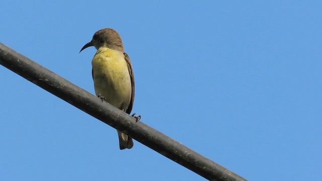 strdimil fialový - ML655147300