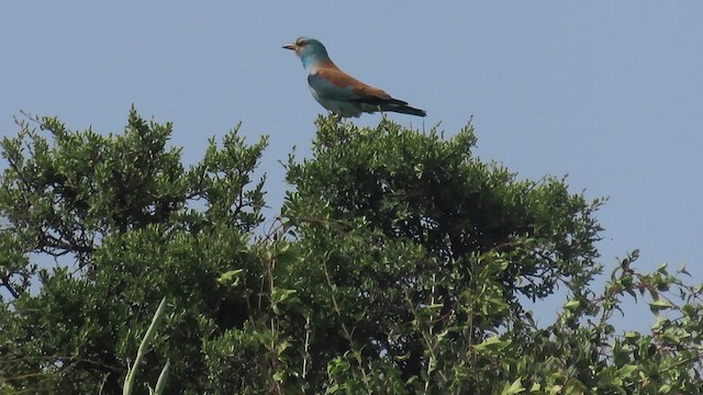 mandelík hajní - ML655147398