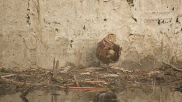 sluka lesní - ML655147430