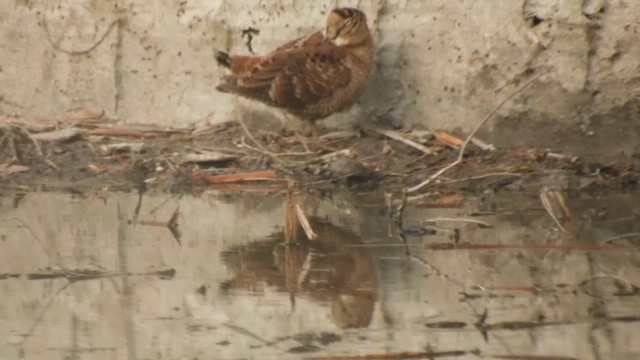 sluka lesní - ML655147431