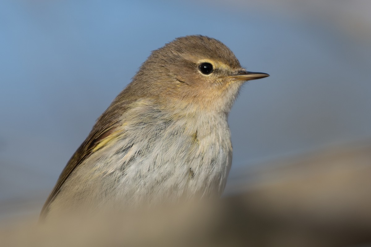 Common Chiffchaff (Common) - ML655147435