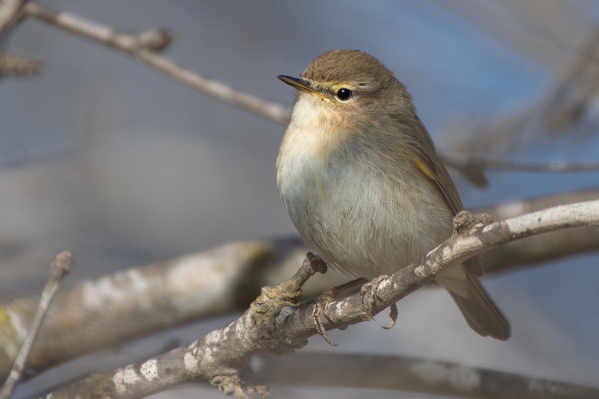 Common Chiffchaff (Common) - ML655147436