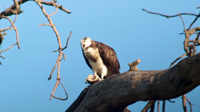 orlovec říční - ML655147438