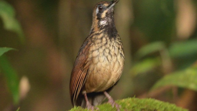 Black-throated Wren-Babbler - ML655147456