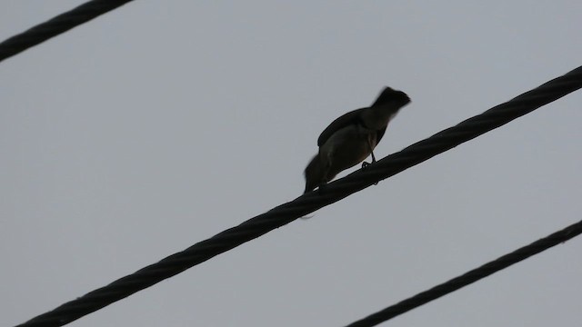 strdimil fialový - ML655147458