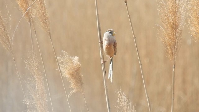 Reed Parrotbill - ML655147498