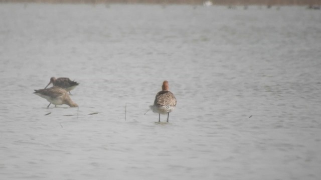 břehouš černoocasý - ML655147522