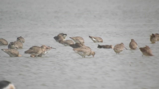 břehouš černoocasý - ML655147587