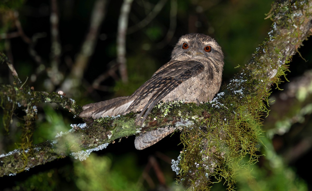 Marbled Frogmouth - ML655147872