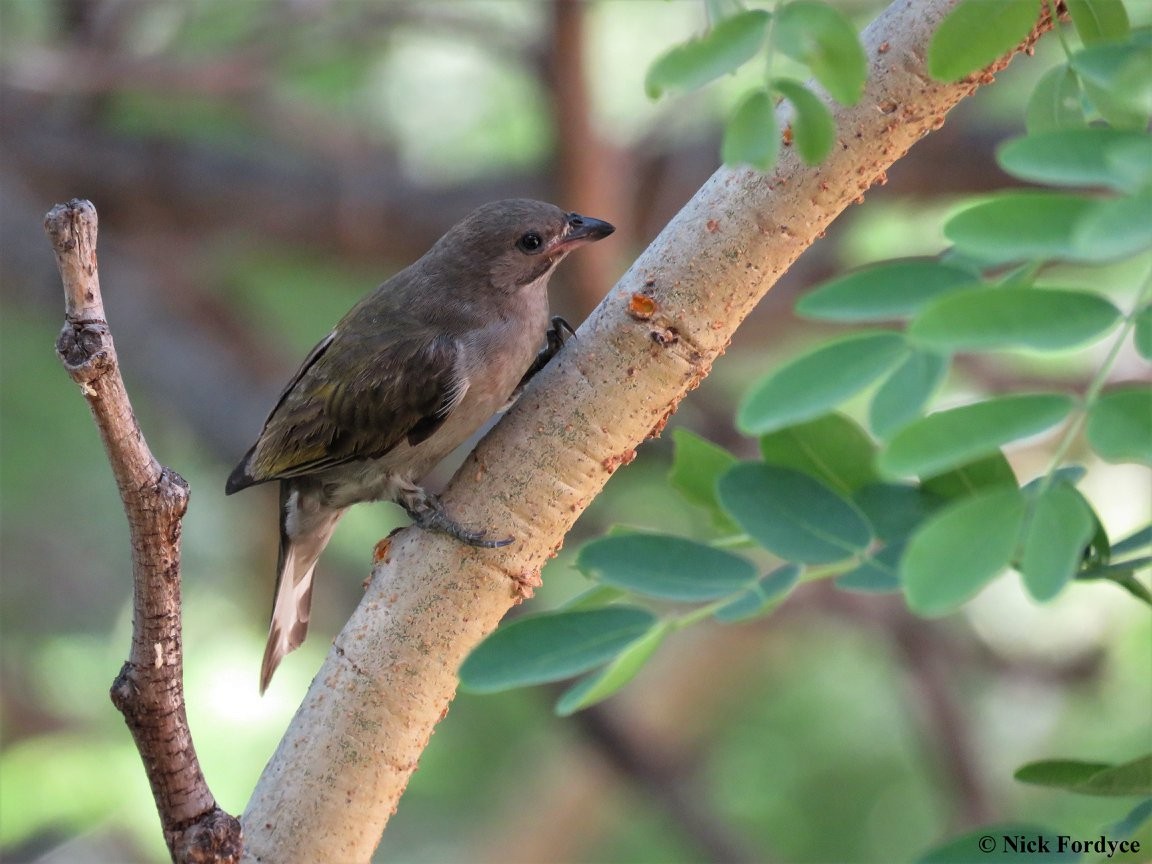Lesser Honeyguide (Lesser) - ML655148534