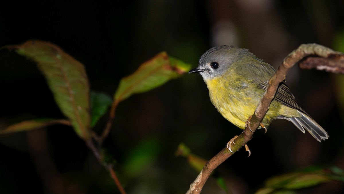 Pale-yellow Robin - ML655148760