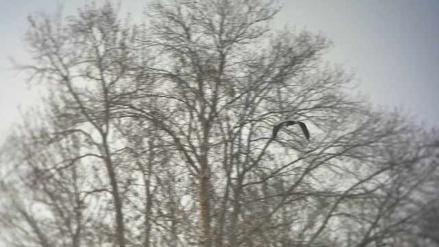 Garza Azulada - ML655149199