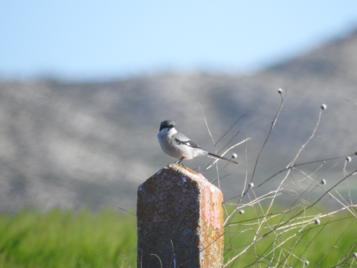 Iberian Gray Shrike - ML655151053