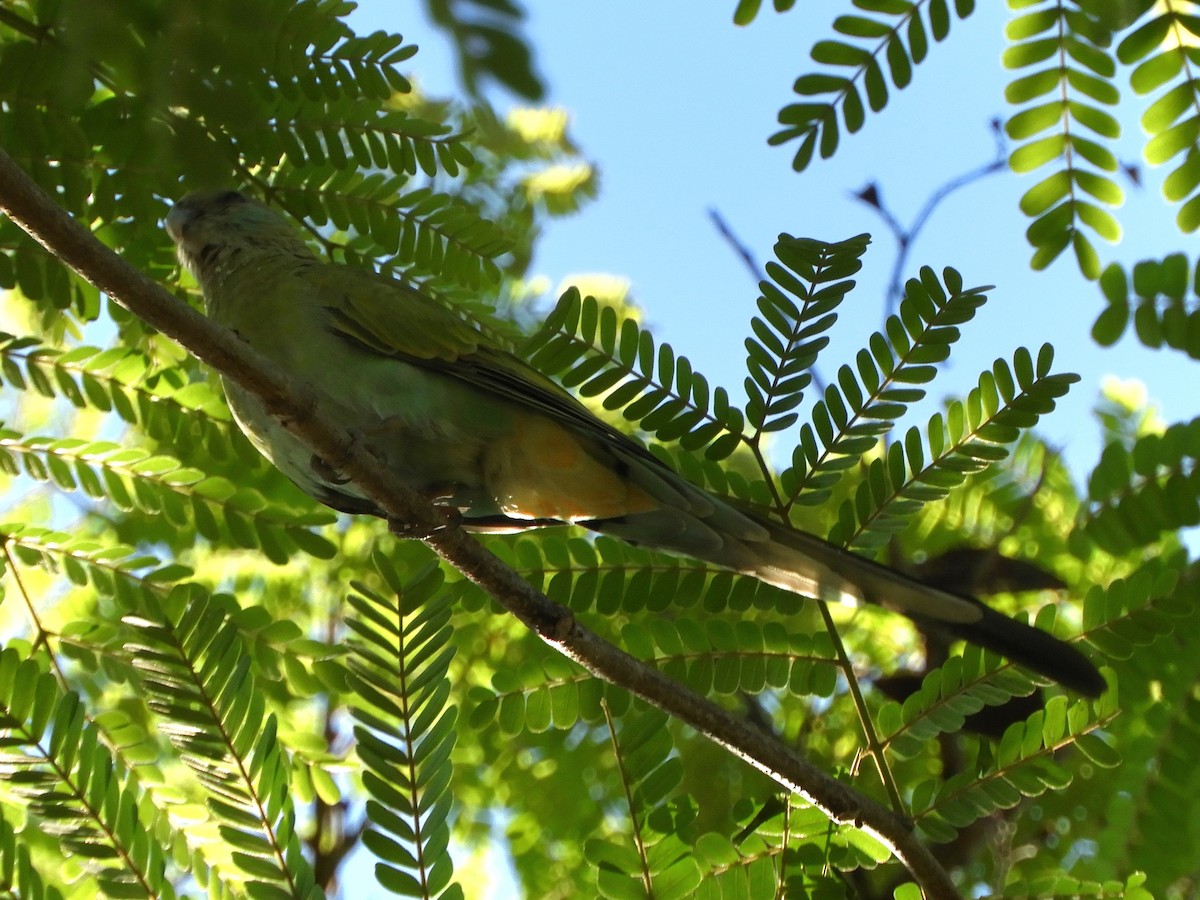 Hooded Parrot - ML655151296