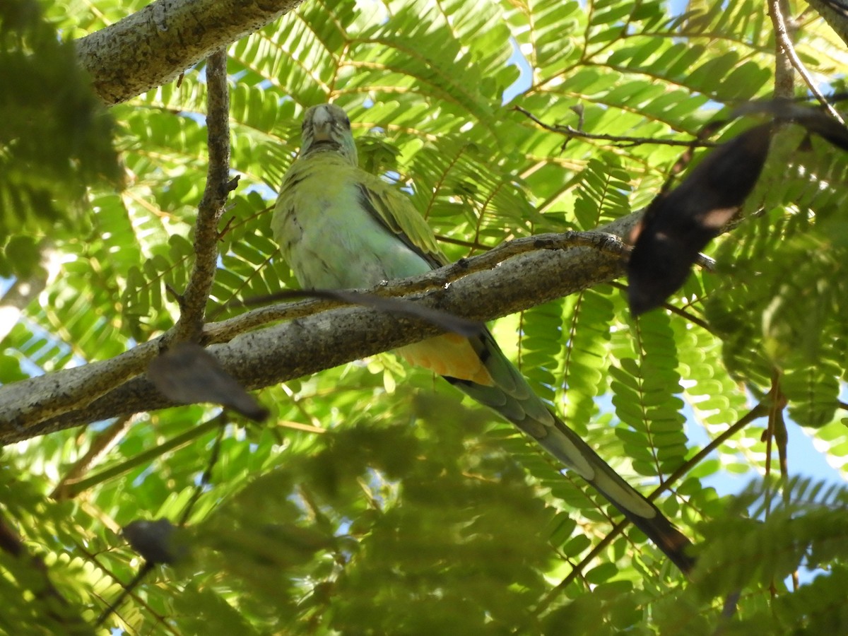Hooded Parrot - ML655151298
