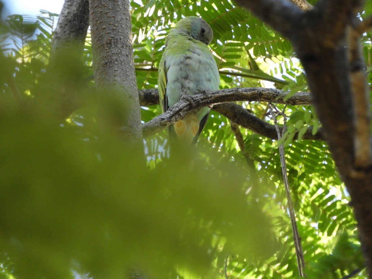 Hooded Parrot - ML655151299