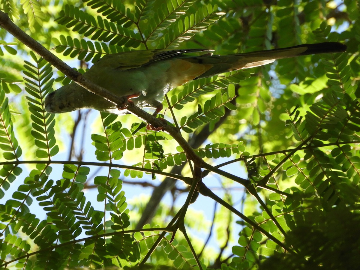 Hooded Parrot - ML655151300
