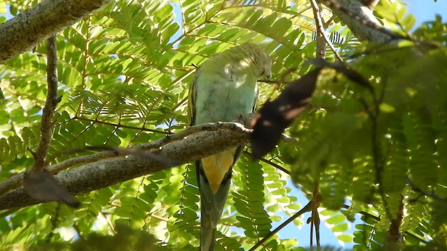Hooded Parrot - ML655151301