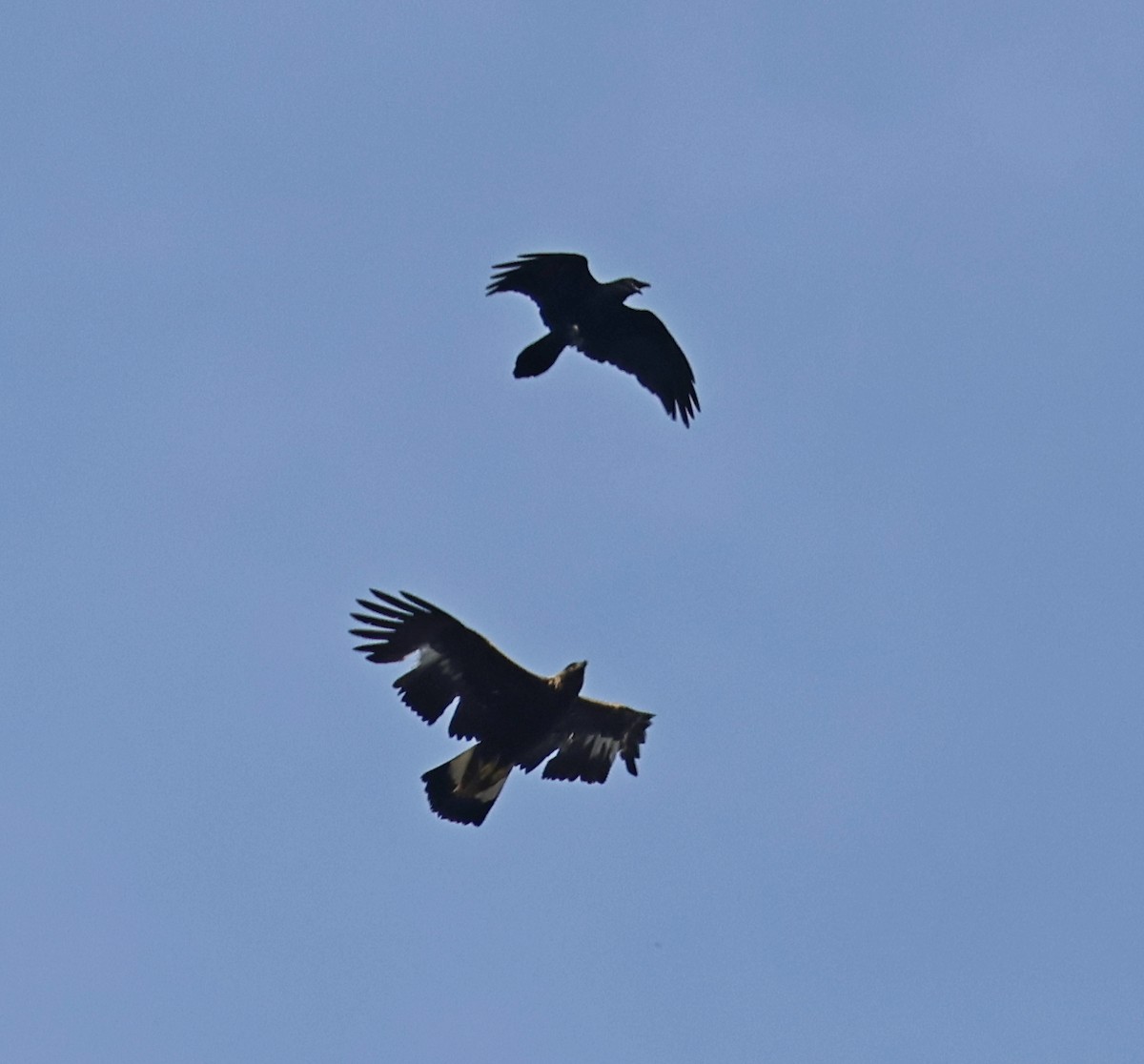 Golden Eagle - ML655152484
