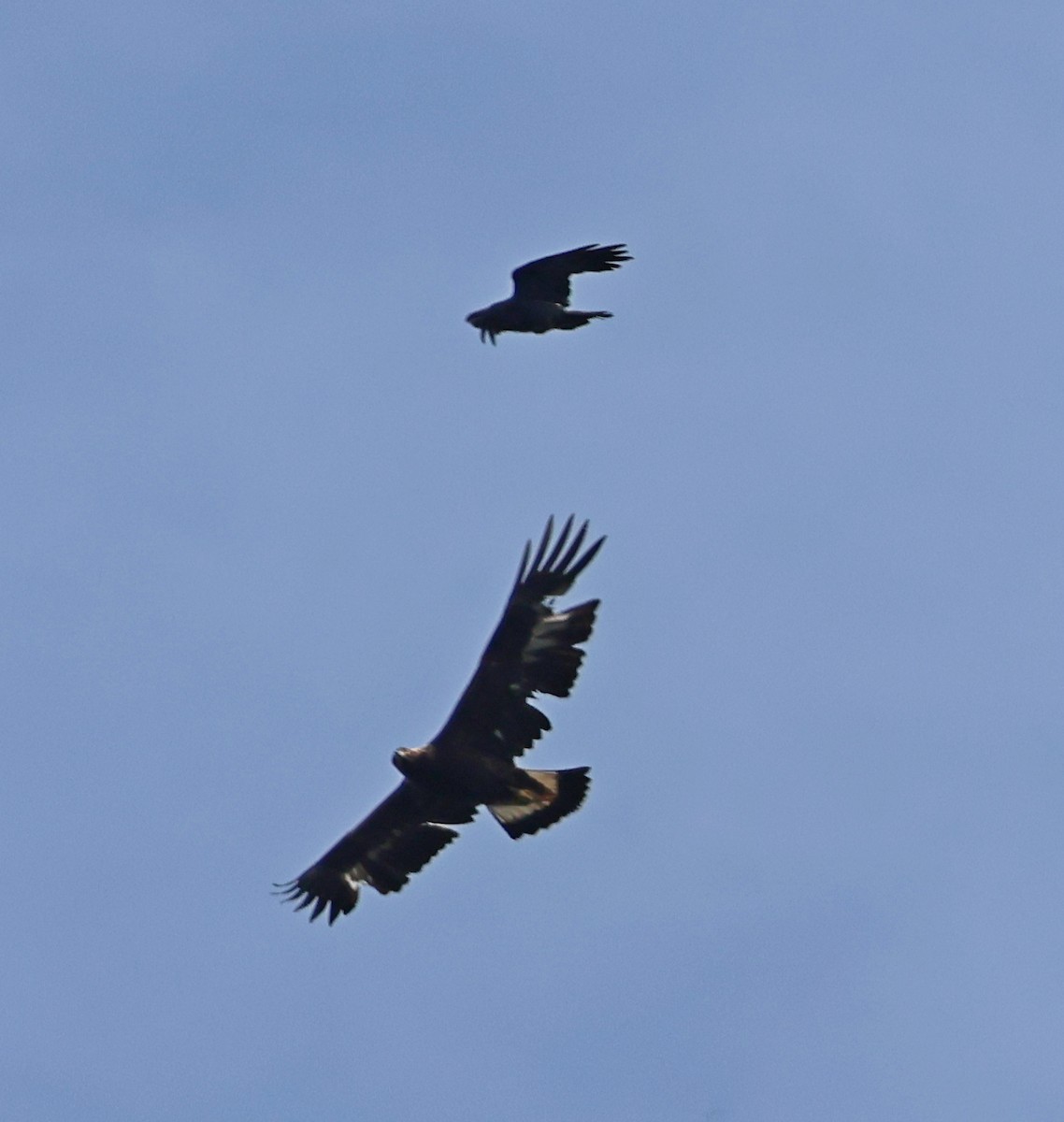 Golden Eagle - ML655152485