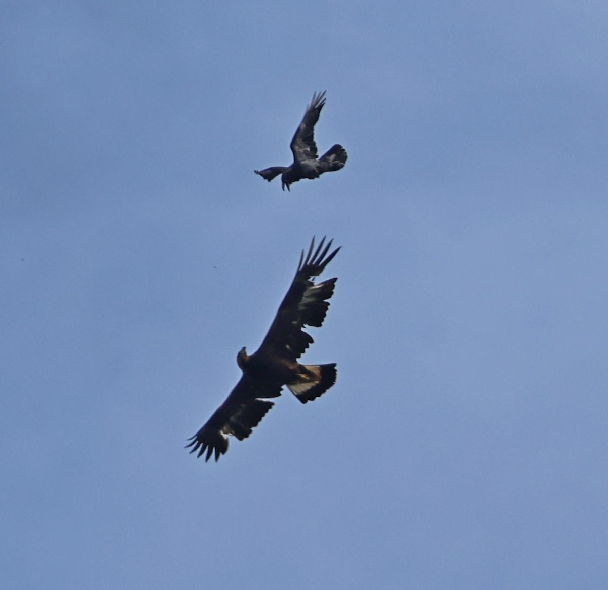 Golden Eagle - ML655152486