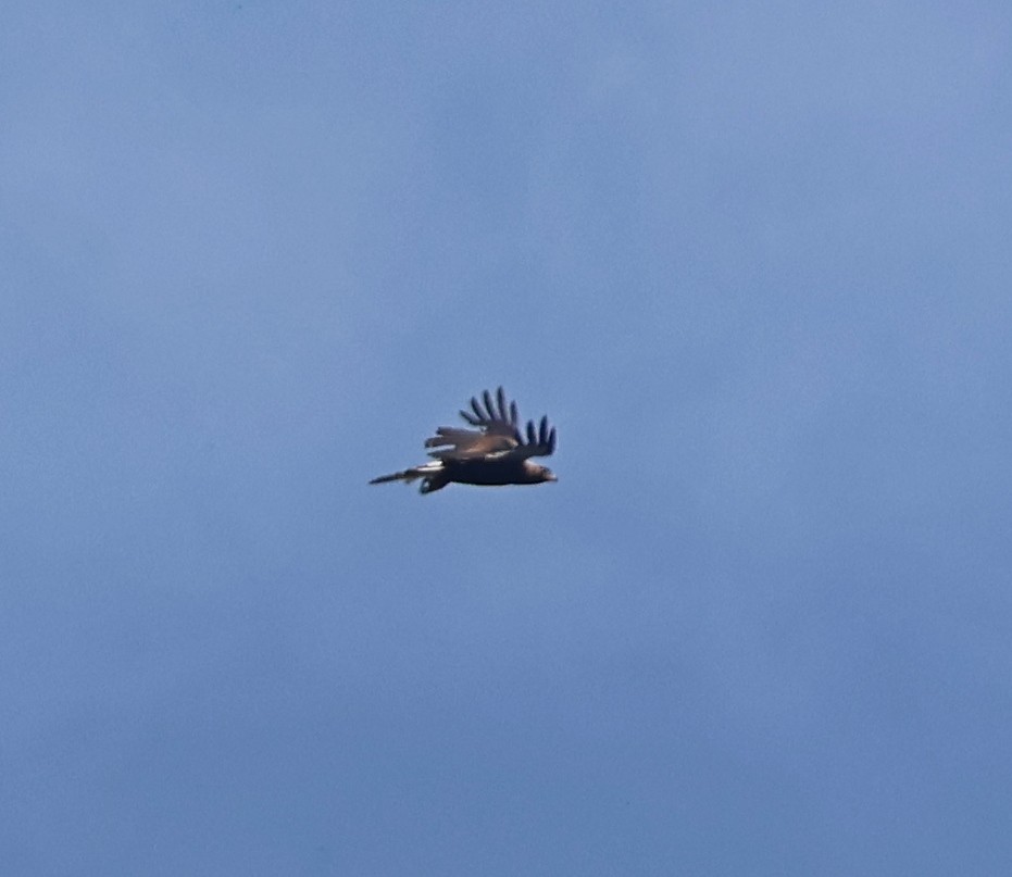 Golden Eagle - ML655152487