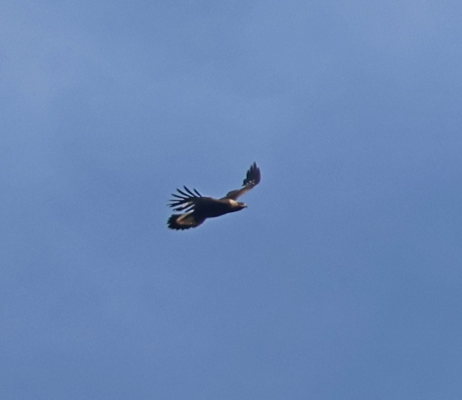 Golden Eagle - ML655152488