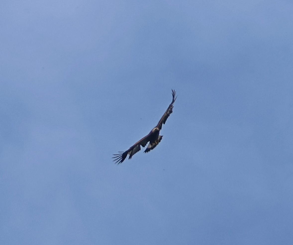 Golden Eagle - ML655152489