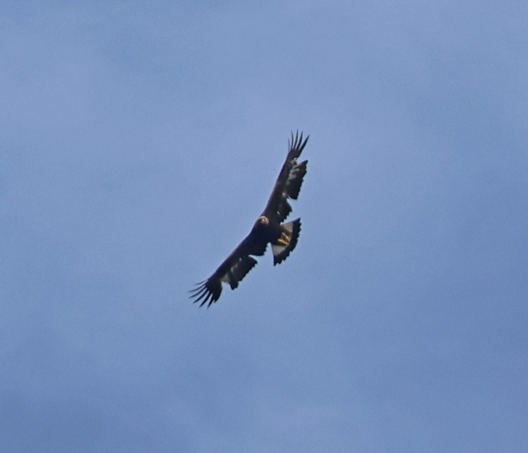 Golden Eagle - ML655152490