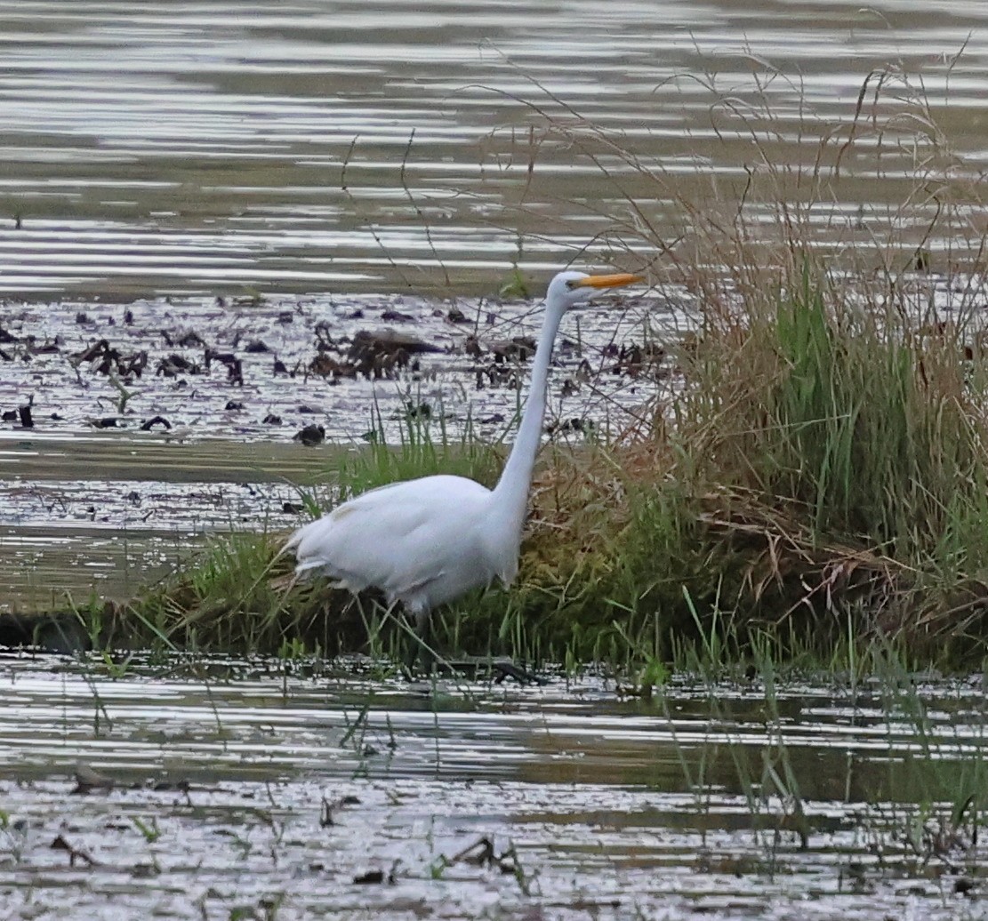 Great Egret - ML655152513