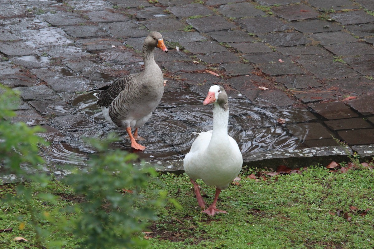 Гуска китайська (свійська) - ML655154565