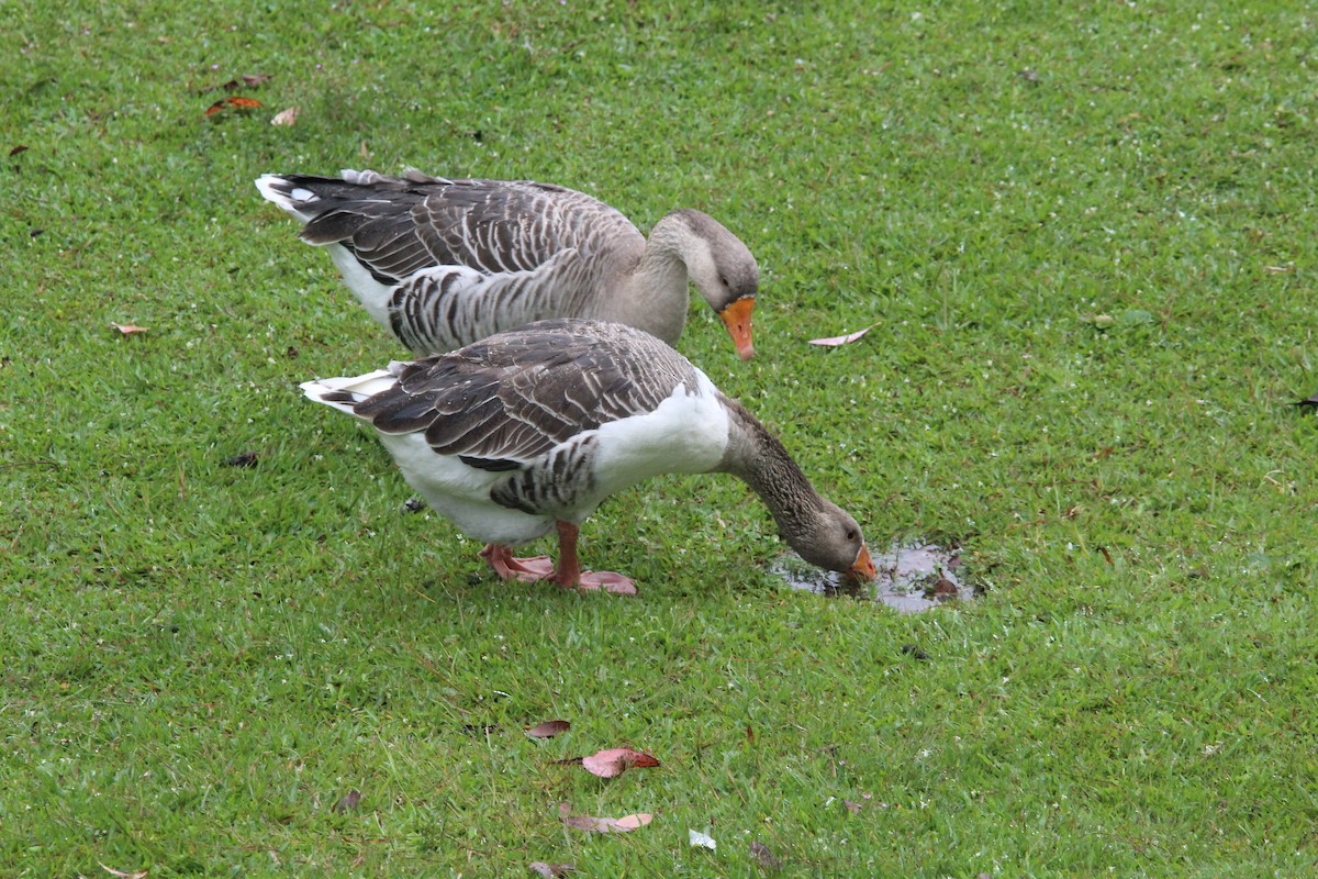 Гуска китайська (свійська) - ML655154566