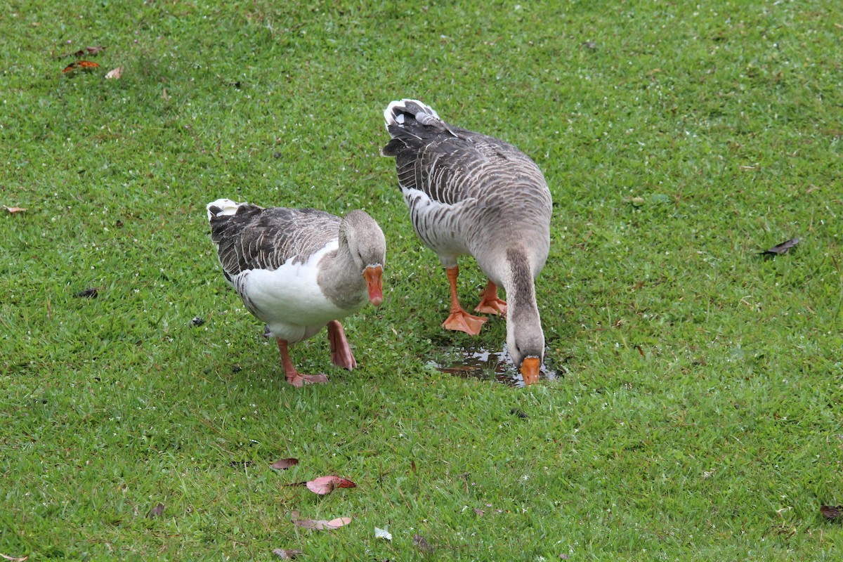 Гуска китайська (свійська) - ML655154567