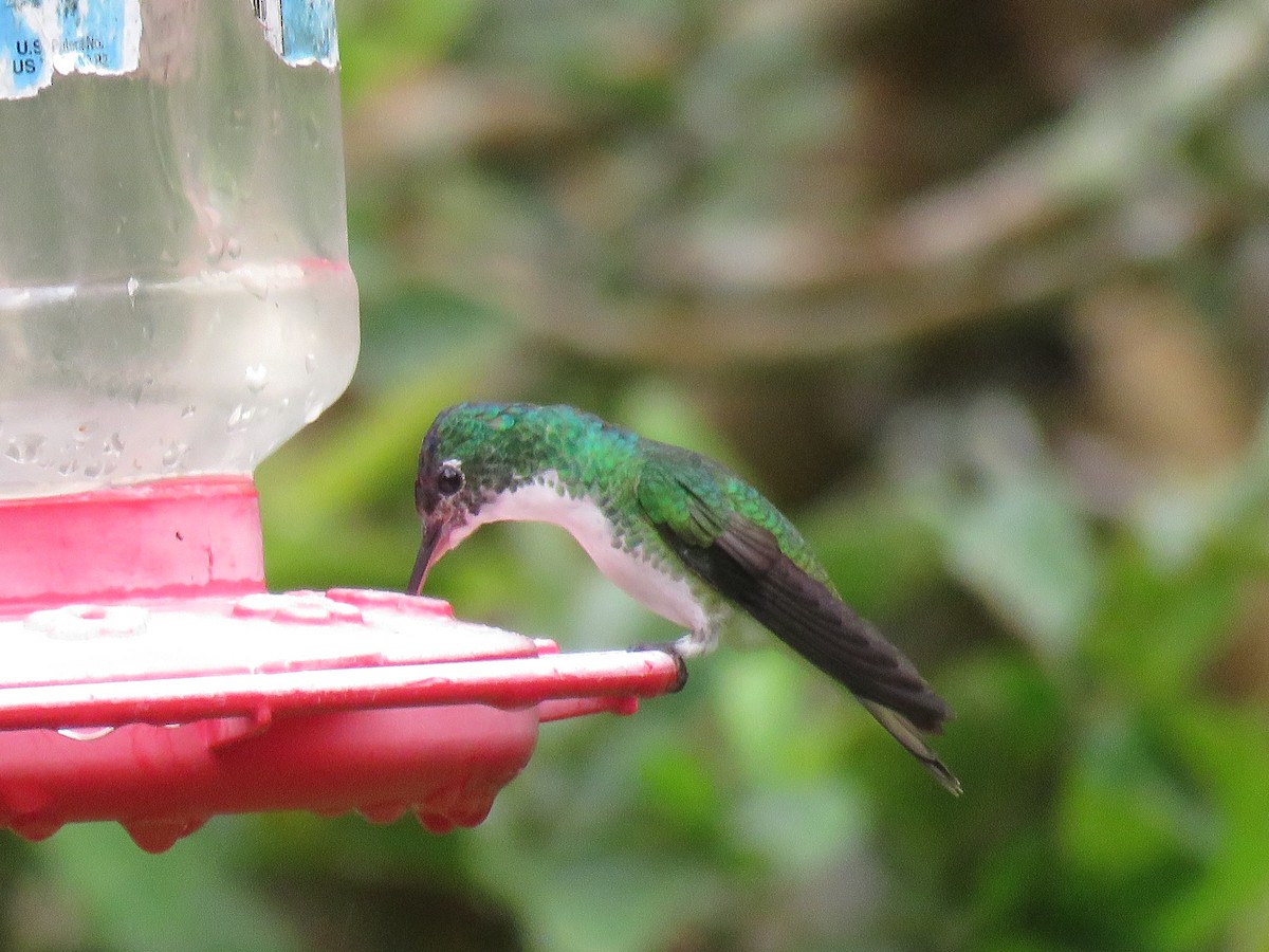 Andean Emerald - ML65515491