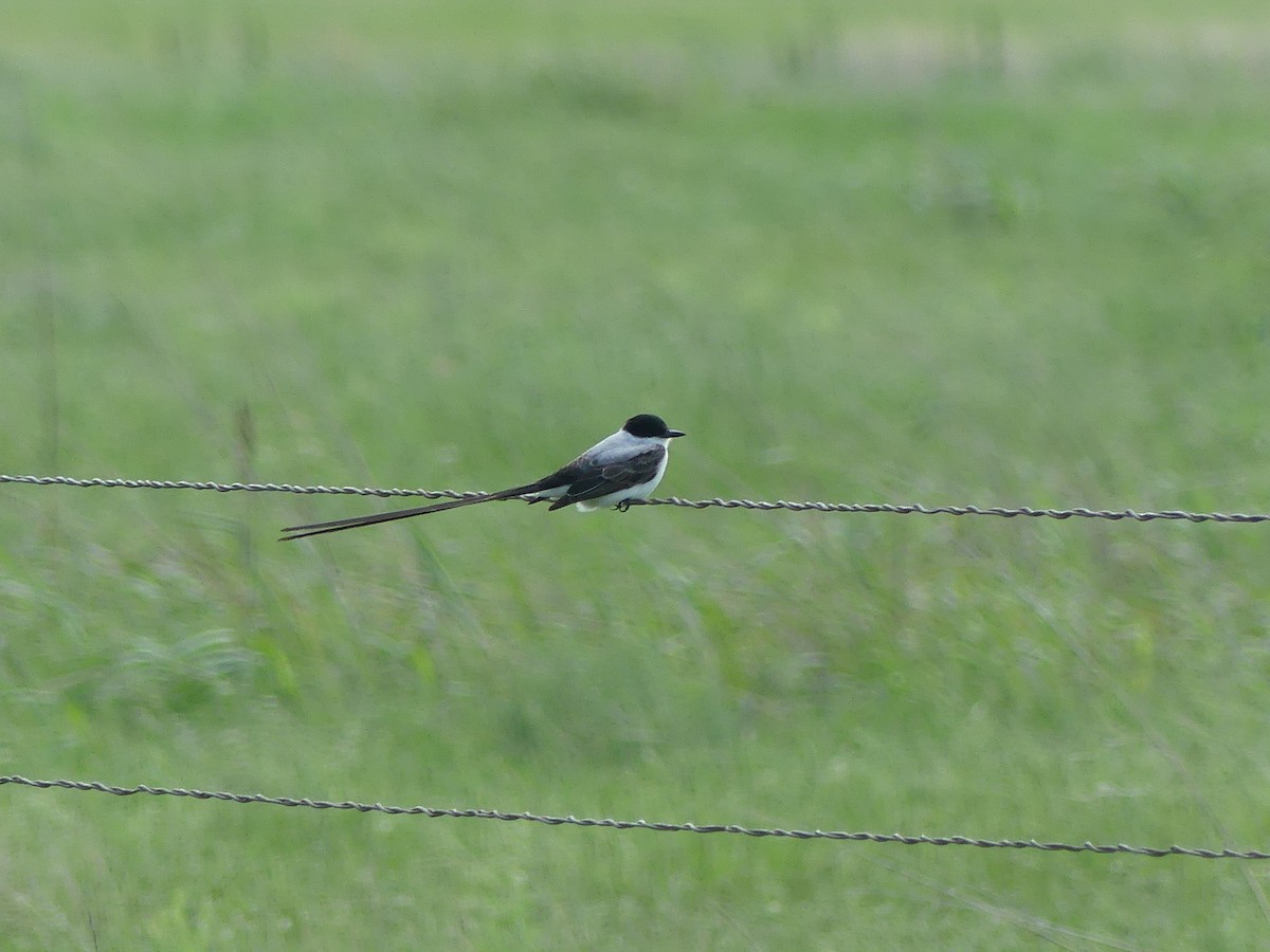 Fork-tailed Flycatcher - ML655155814