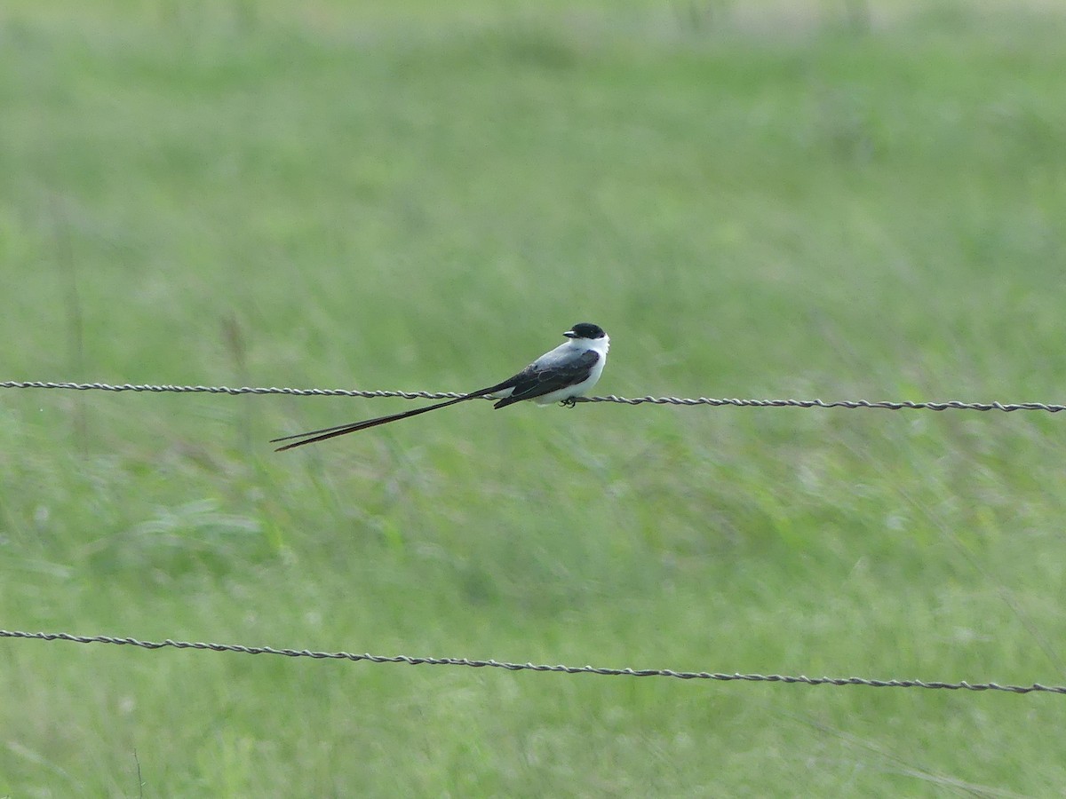 Fork-tailed Flycatcher - ML655155815