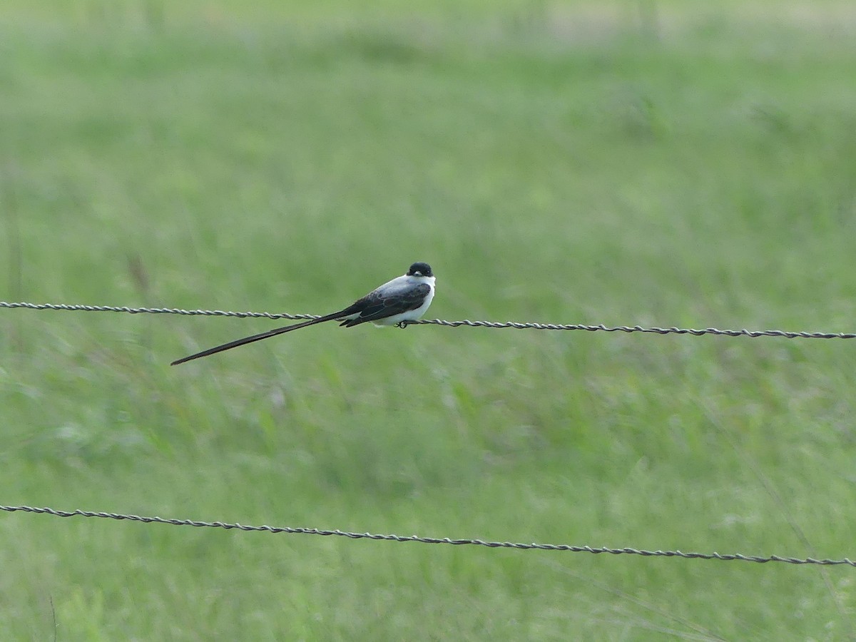 Fork-tailed Flycatcher - ML655155816