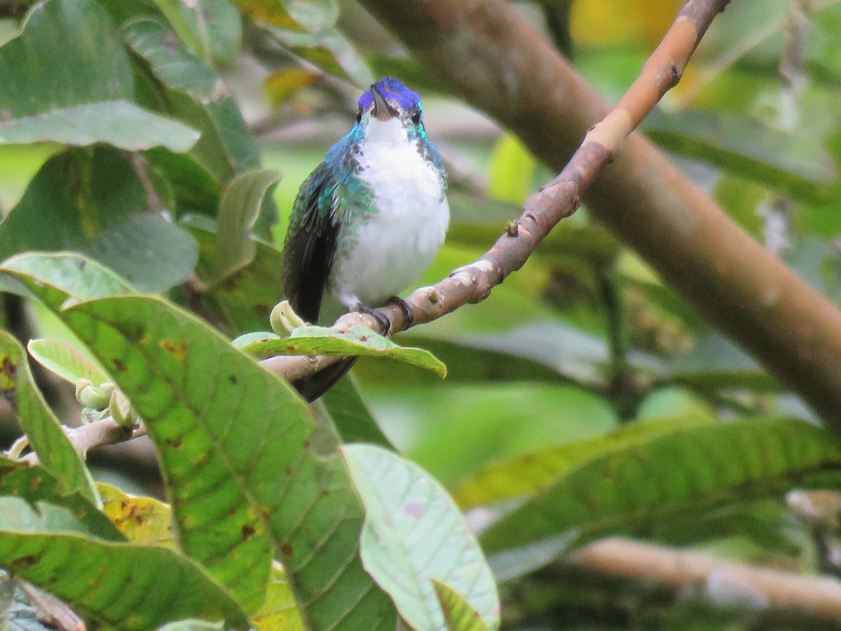 Andean Emerald - ML65515601