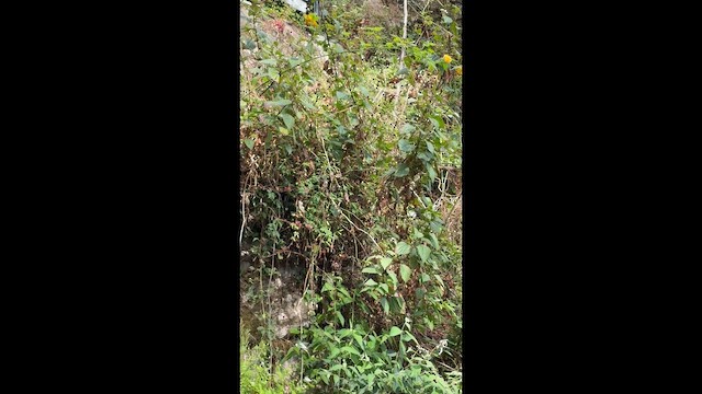 Black-and-yellow Grosbeak - ML655156392