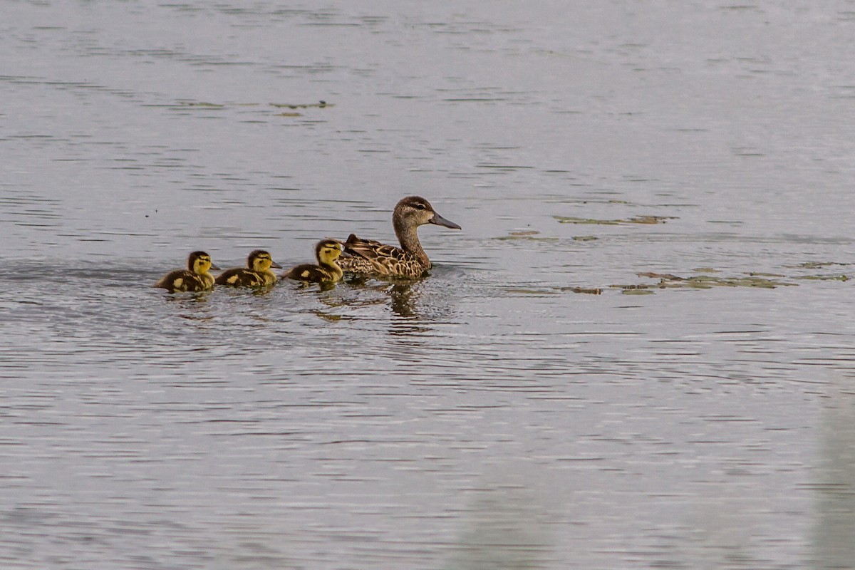 Blue-winged Teal - Bruce Gates