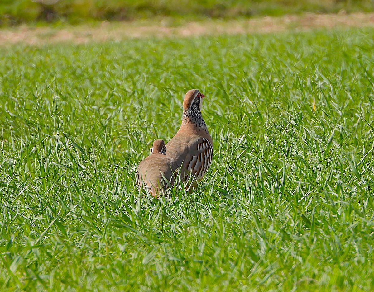 Red-legged Partridge - ML655156935