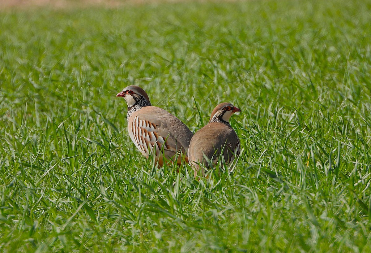 Red-legged Partridge - ML655156936