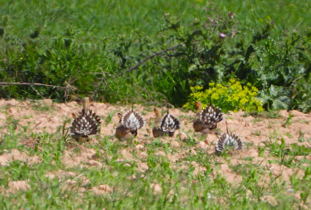 Pin-tailed Sandgrouse - ML655156948