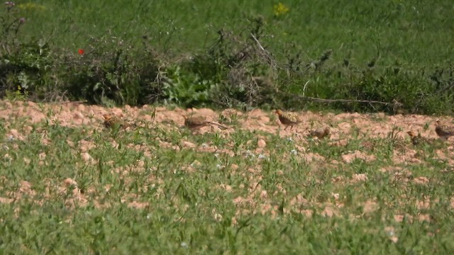 Pin-tailed Sandgrouse - ML655156963