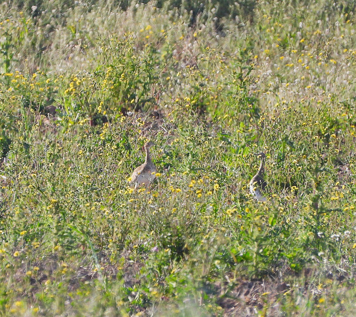 Little Bustard - ML655156974