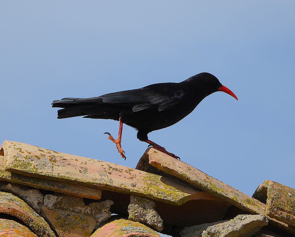 Red-billed Chough - ML655156996