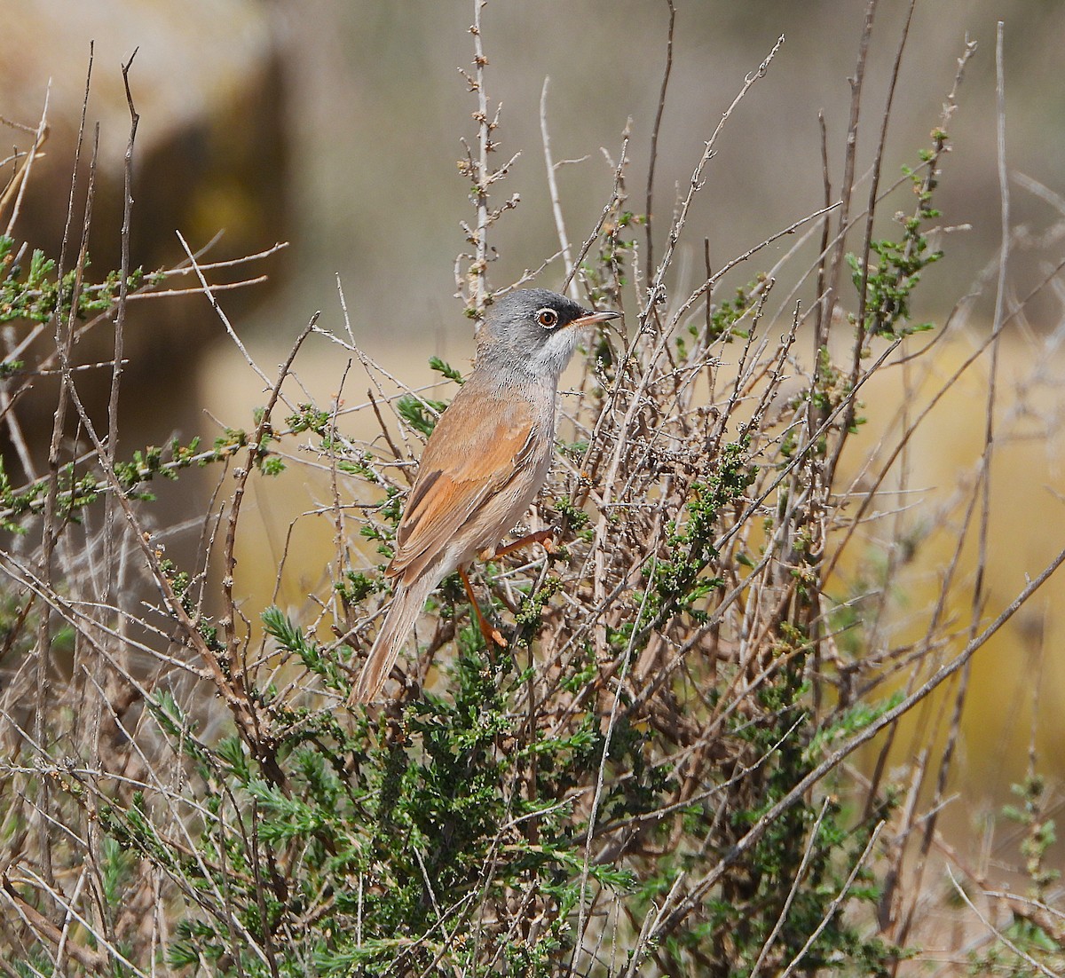 Spectacled Warbler - ML655157005