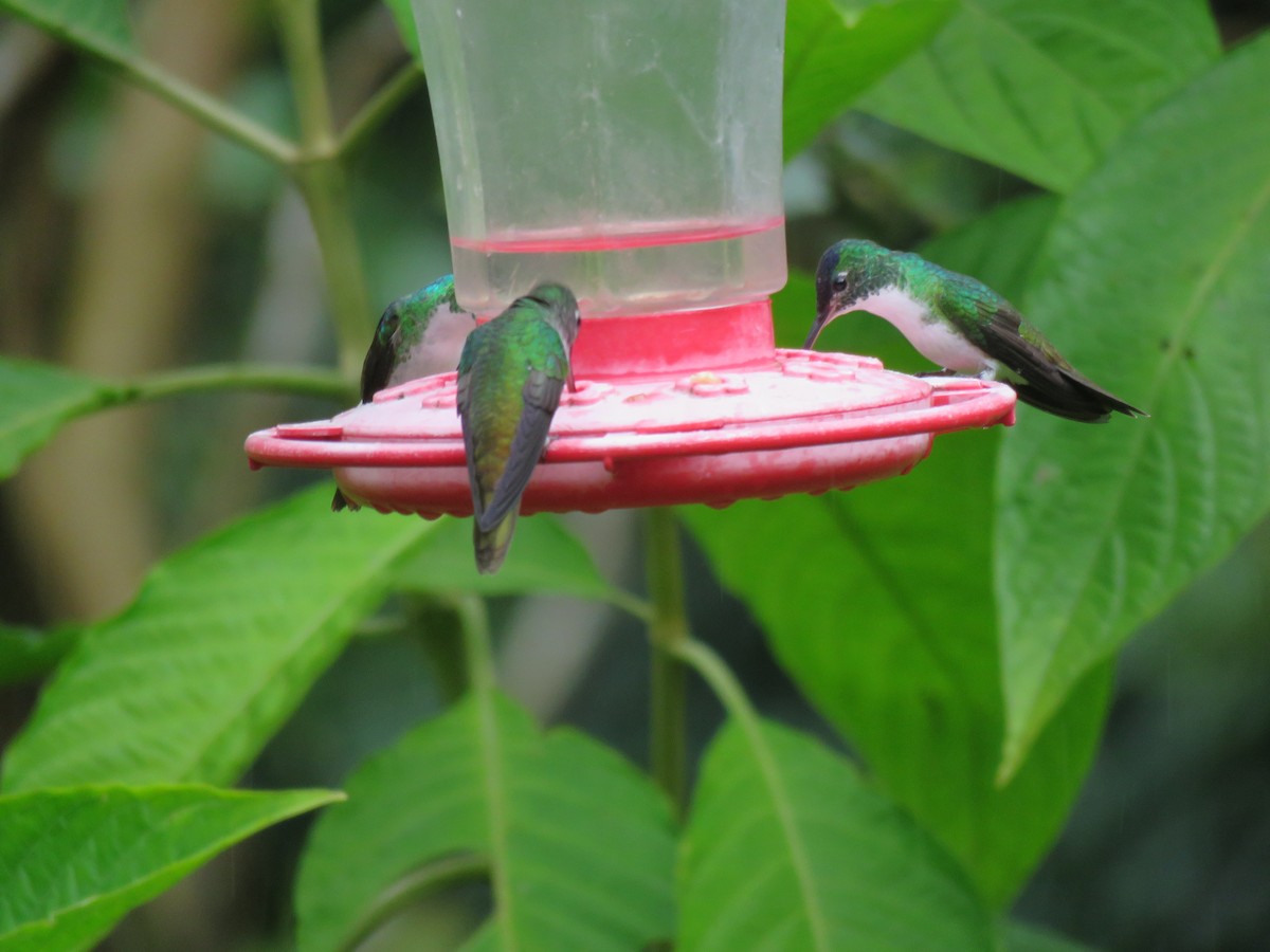 Andean Emerald - ML65515701