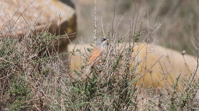 Spectacled Warbler - ML655157016